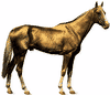 Akhal-Teke