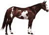American Paint Horse