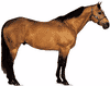 American Quarter Horse