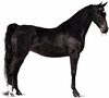 American Saddlebred