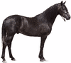 Andalusian