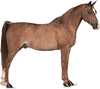 Arabian