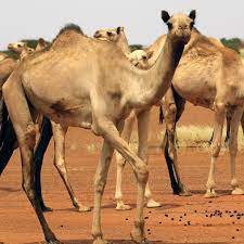 Sudanese Camel