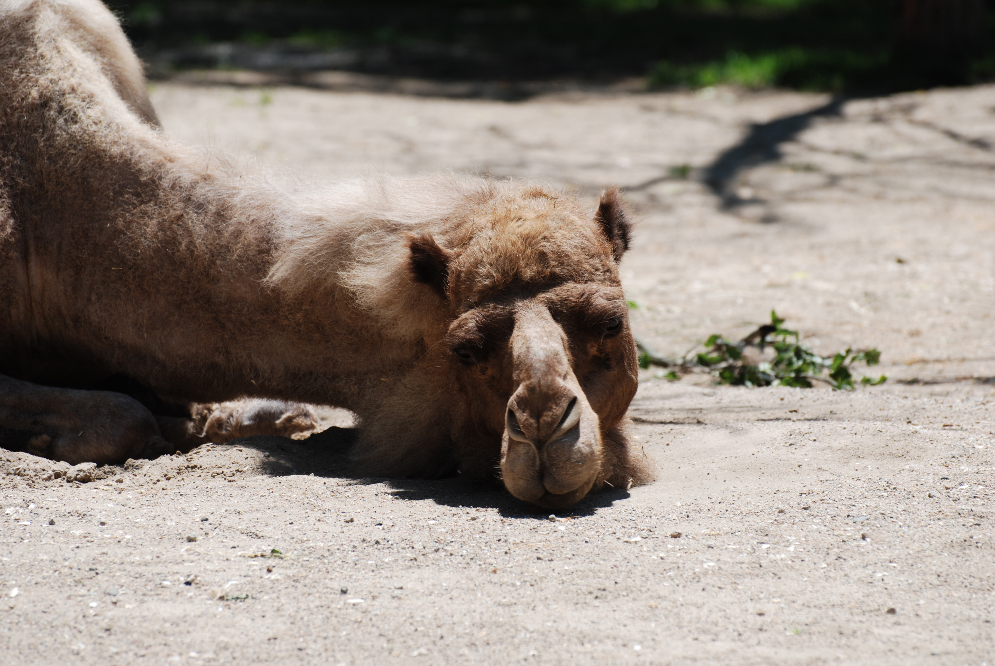 Camel Diseases