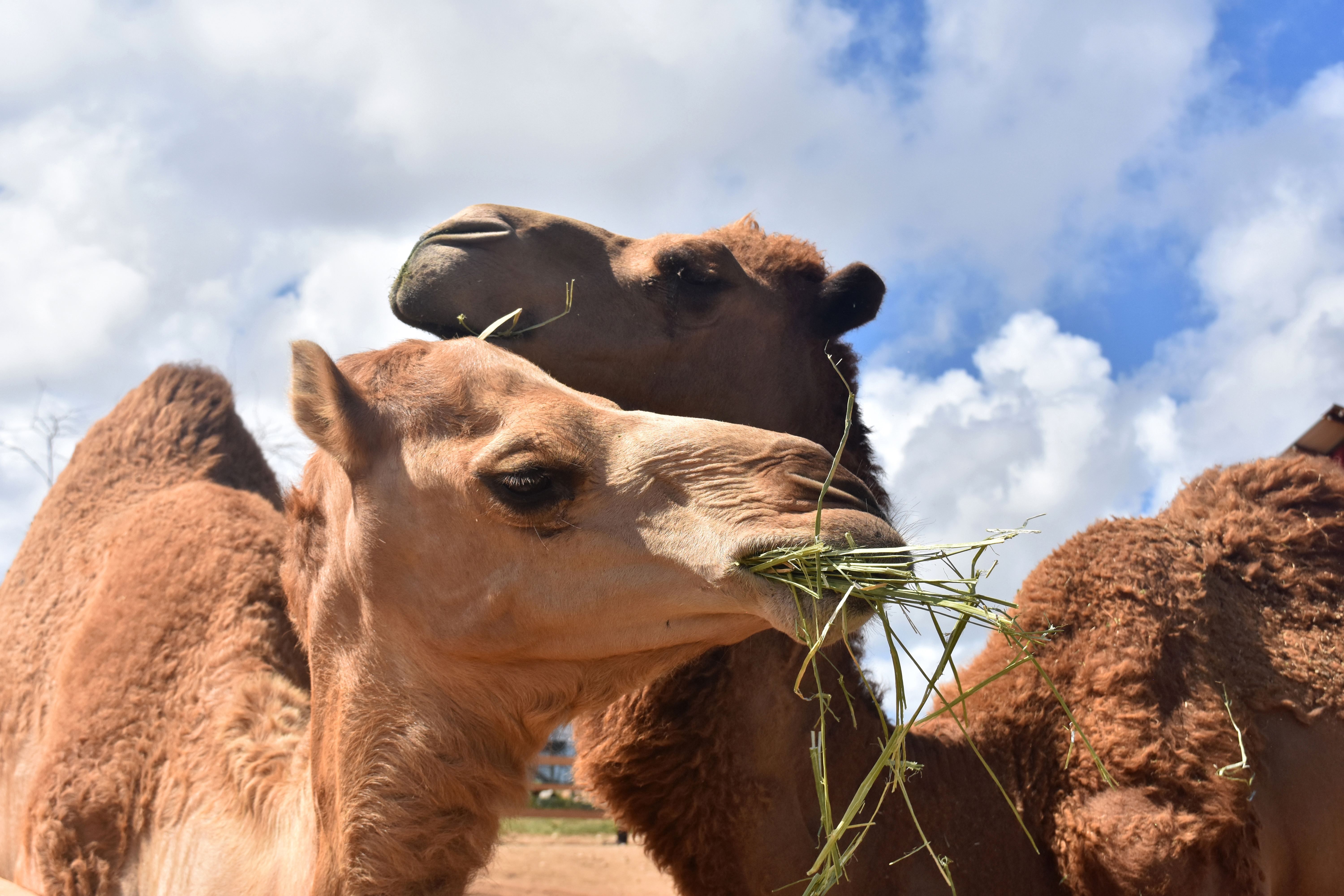 Camel Feeding